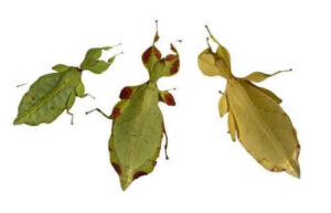 Leaf insect for sale