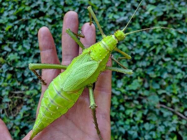 Heteropteryx dilatata for sale
