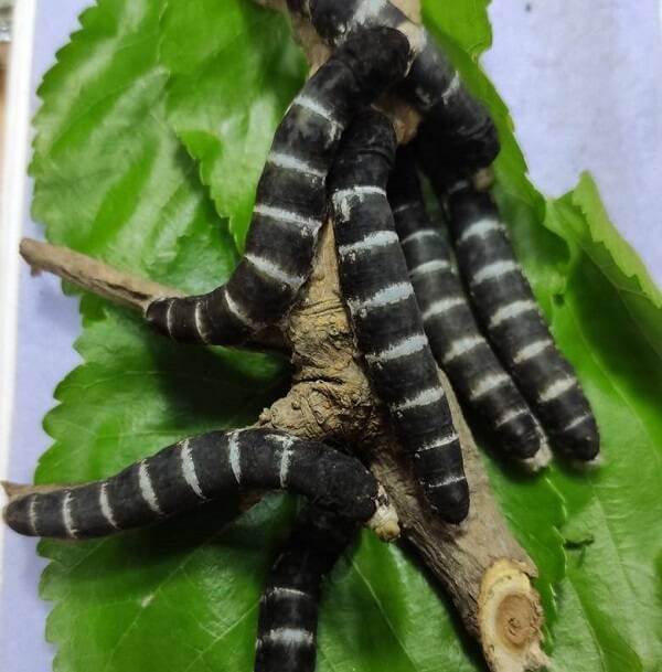 Black silkworm