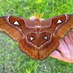 lorquini moth pupae