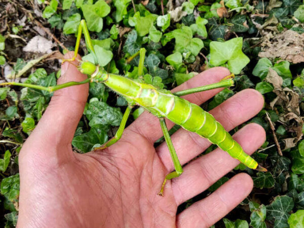 Diapherodes gigantea eggs