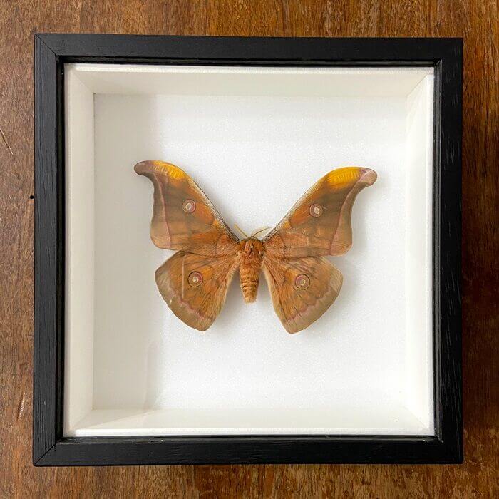 Moth In Frame Antheraea jana male- framed moth - Time to Breed