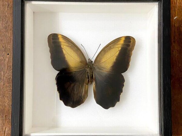 Caligo memnon framed butterfly