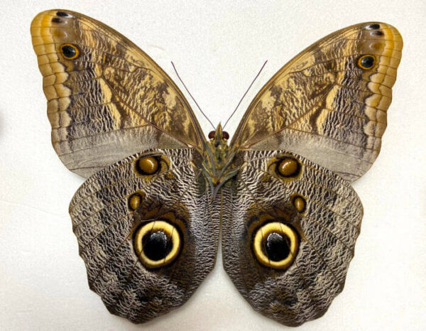 Insect. Shop Dried insects for sale - great selection December 2023 - Time to Breed