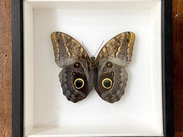 Caligo memnon frame