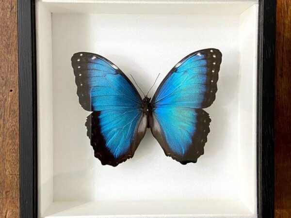 Morpho helenor frame