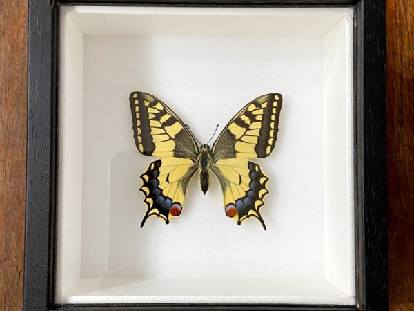 Papilio machaon frame