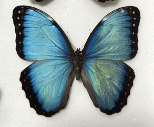 Unmounted lepidoptera Morpho