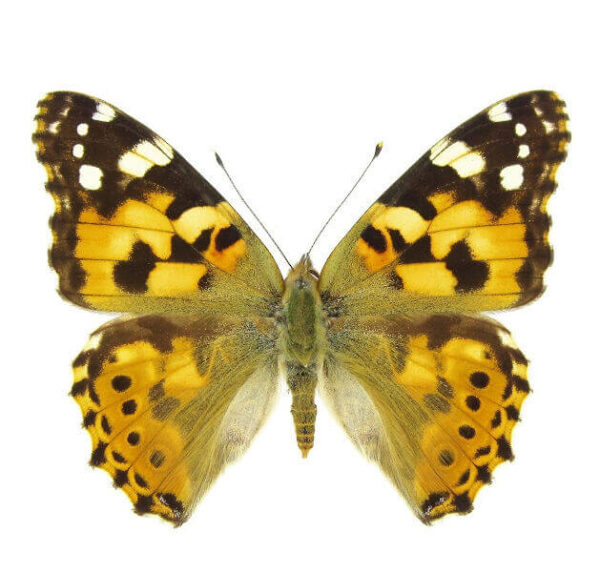 Vanessa cardui eggs