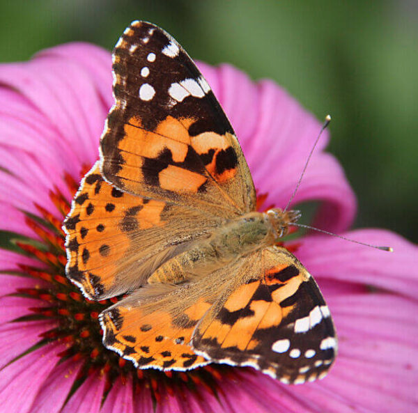 Painted lady butterfly