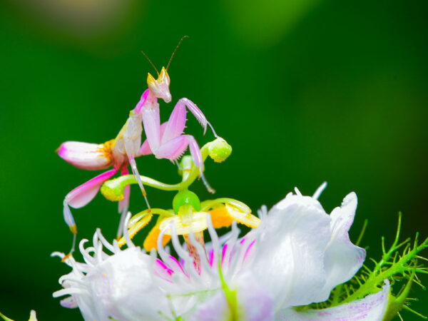 orchid_mantis