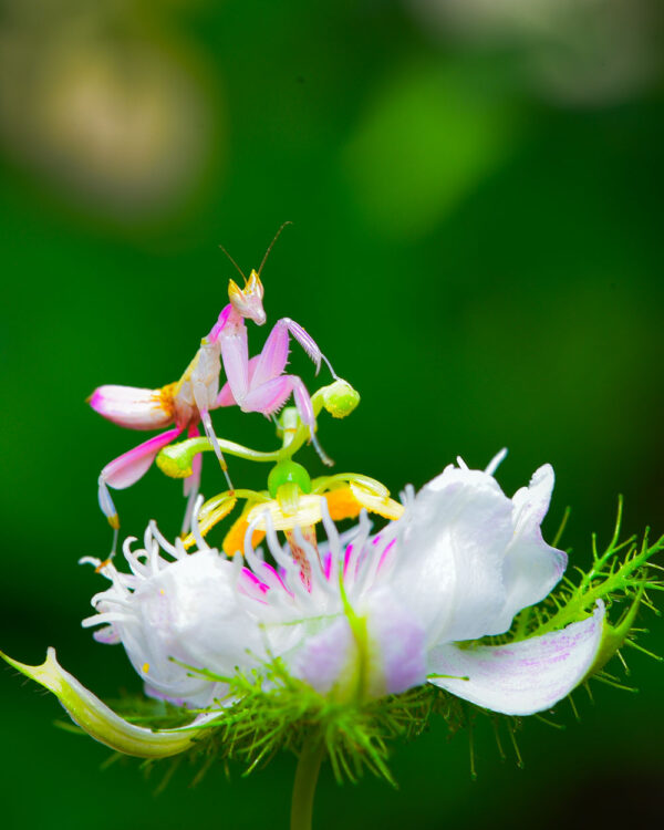 orchid_mantis
