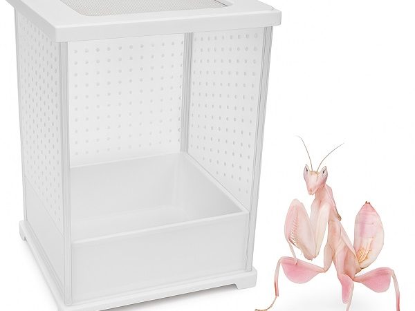 Terrarium and mantis for sale