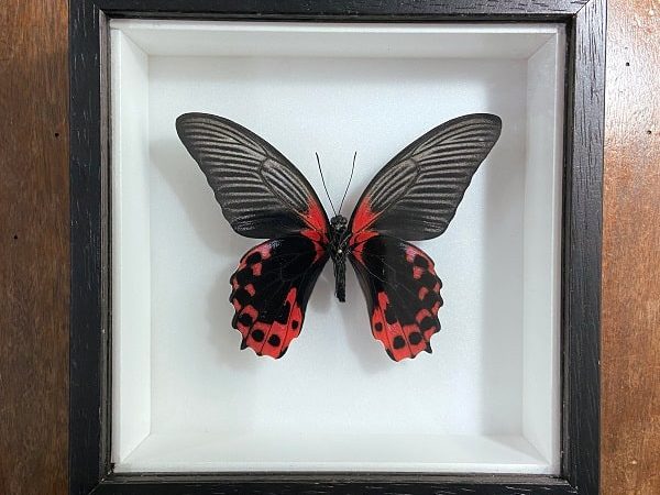 Papilio rumanzovia – Mariposa real enmarcada