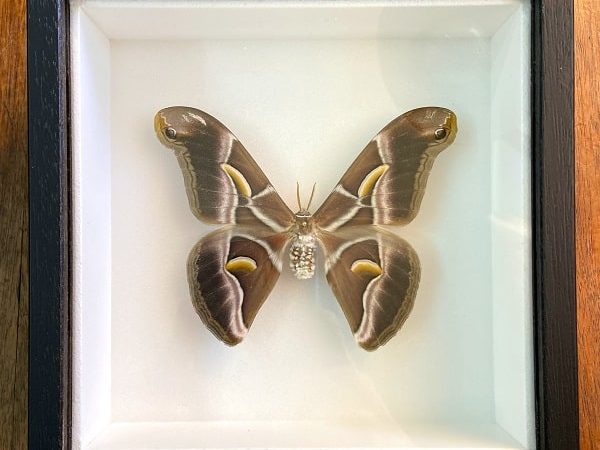 Samia ricini – Polilla real enmarcada