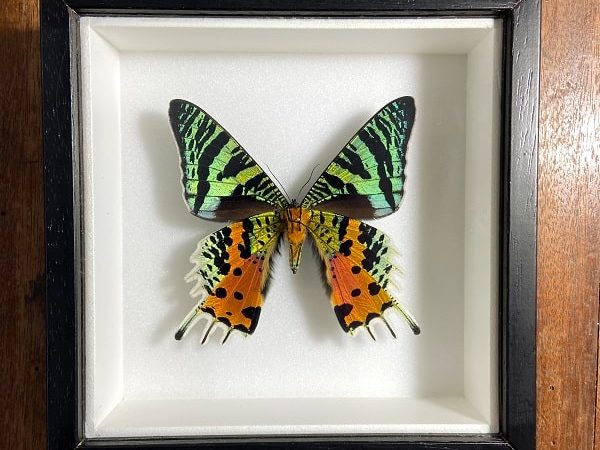 Urania ripheus – Polilla real enmarcada