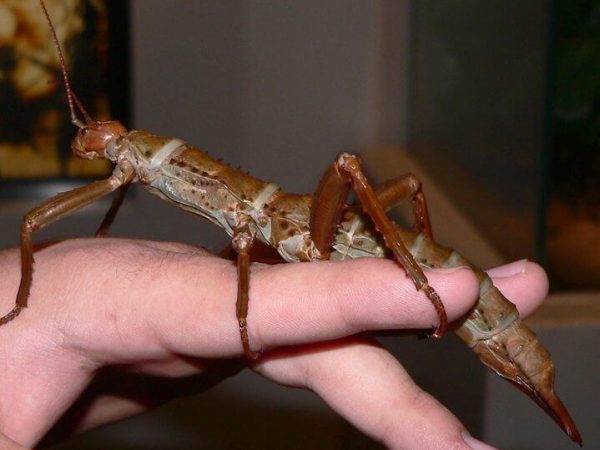 Eurycantha calcarata for sale