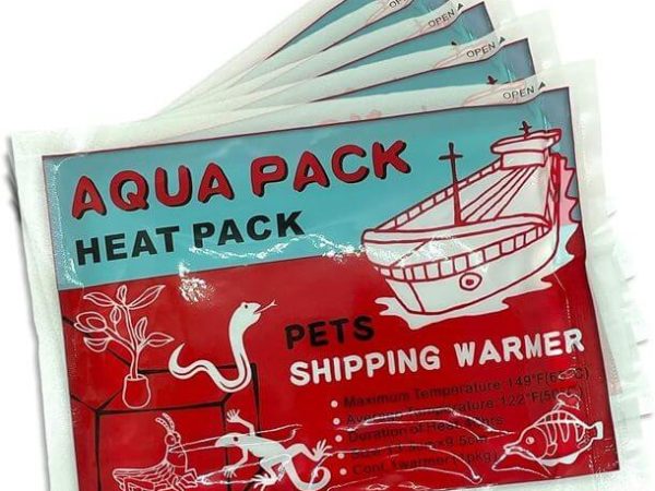 Crisalidi di farfalle in vendita