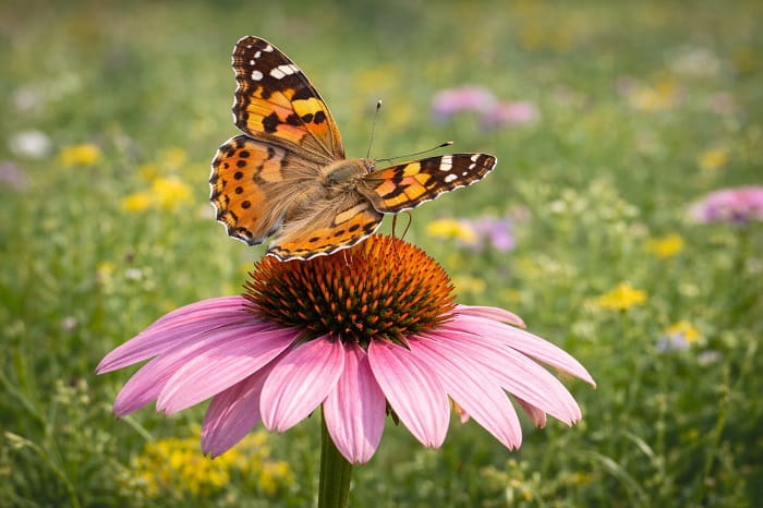 Come allevare Vanessa cardui