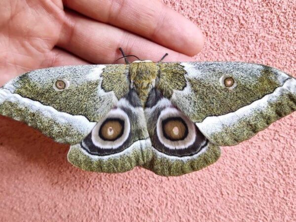 Gonimbrasia zambesina pupae