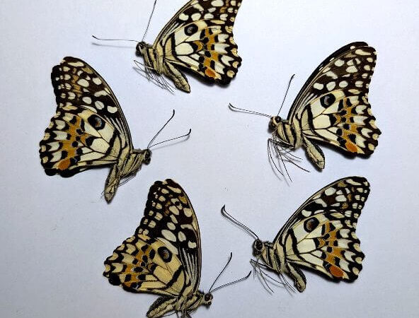 Papilio demoleus – Mariposas sin montar x5 (A1)