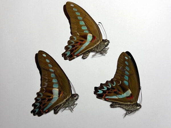 Graphium milon milon