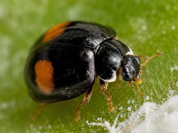 Nephus conjunctus