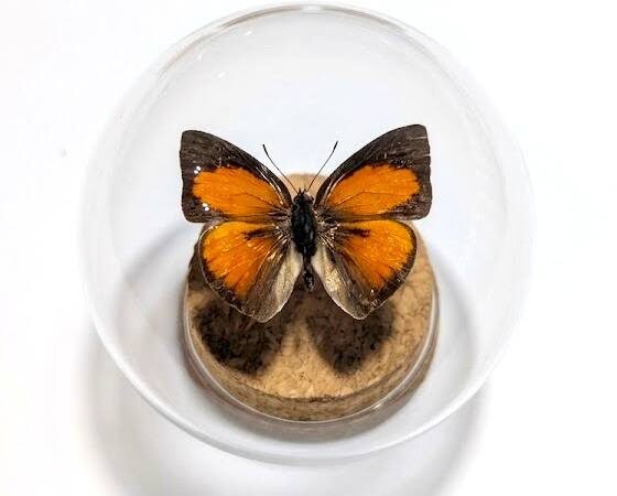 Curetis santana - Mariposa en Cúpula de Cristal