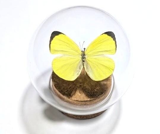 Eurema sari glass dome