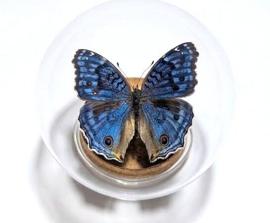 Precis rhadama - Butterfly Glass Dome