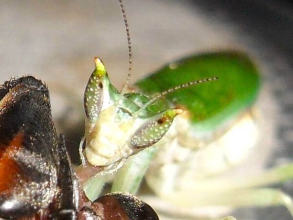 Pseudoharpax virescens - Large nymphs