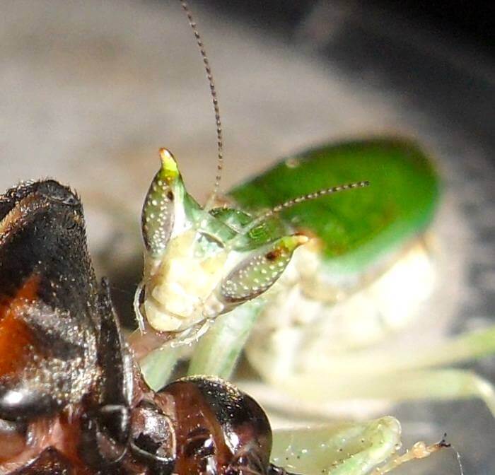 Pseudoharpax virescens – Ninfas grandes