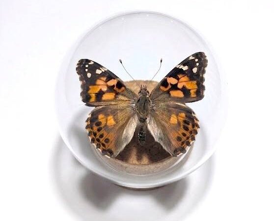 Vanessa cardui – Farfalla in Cupola di Vetro