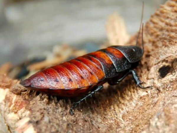 gronphadorhina portentosa for sale
